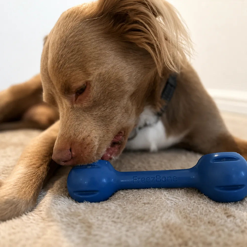 Freezdouble – Jouet d'enrichissement à congeler pour chien – Freezbone