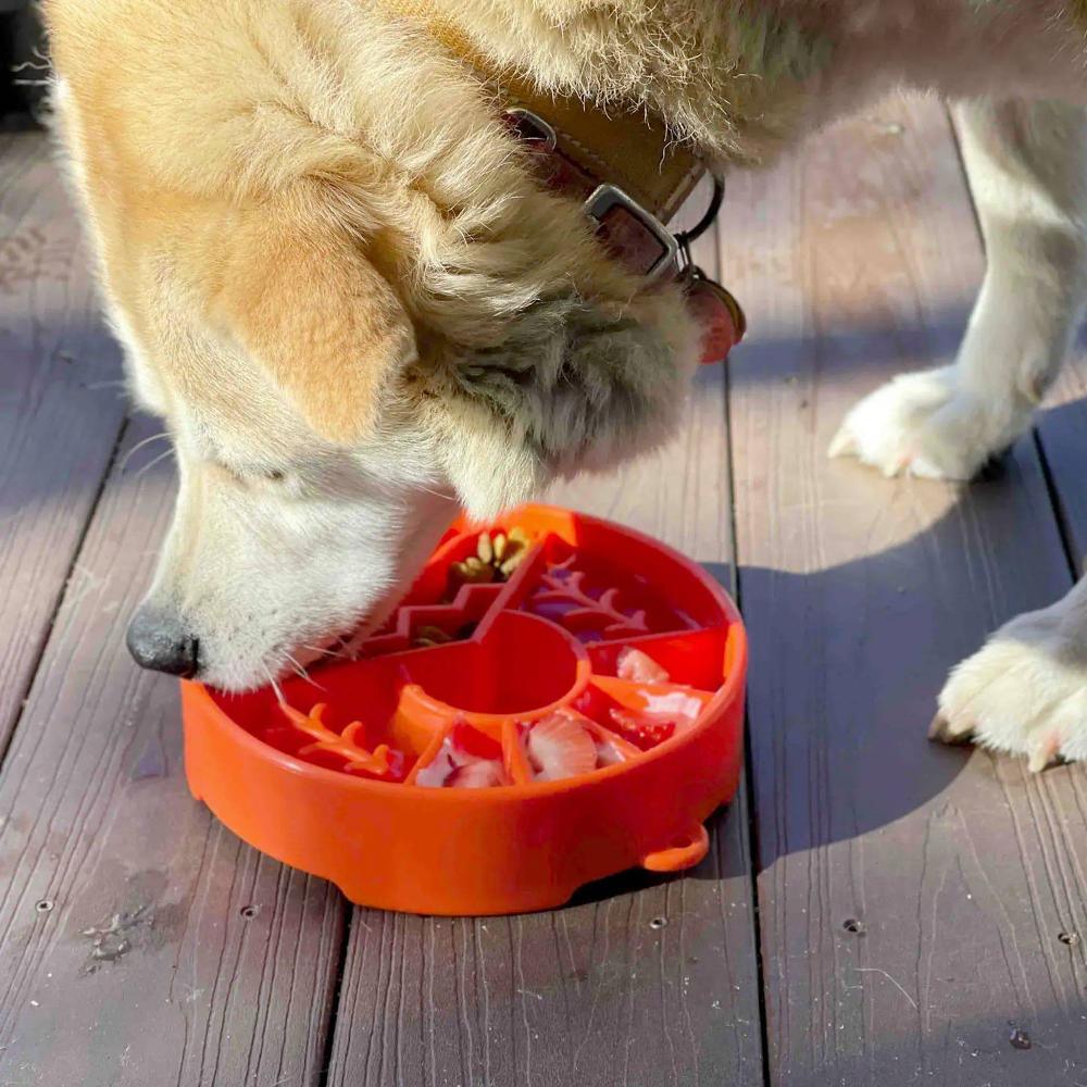 gamelle orange sodapup