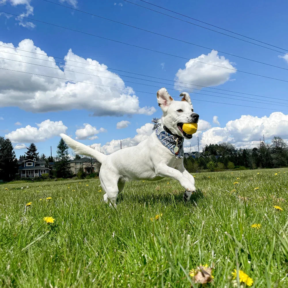 Hive Ball – Balle de jeu – Jouet flottant pour chiens