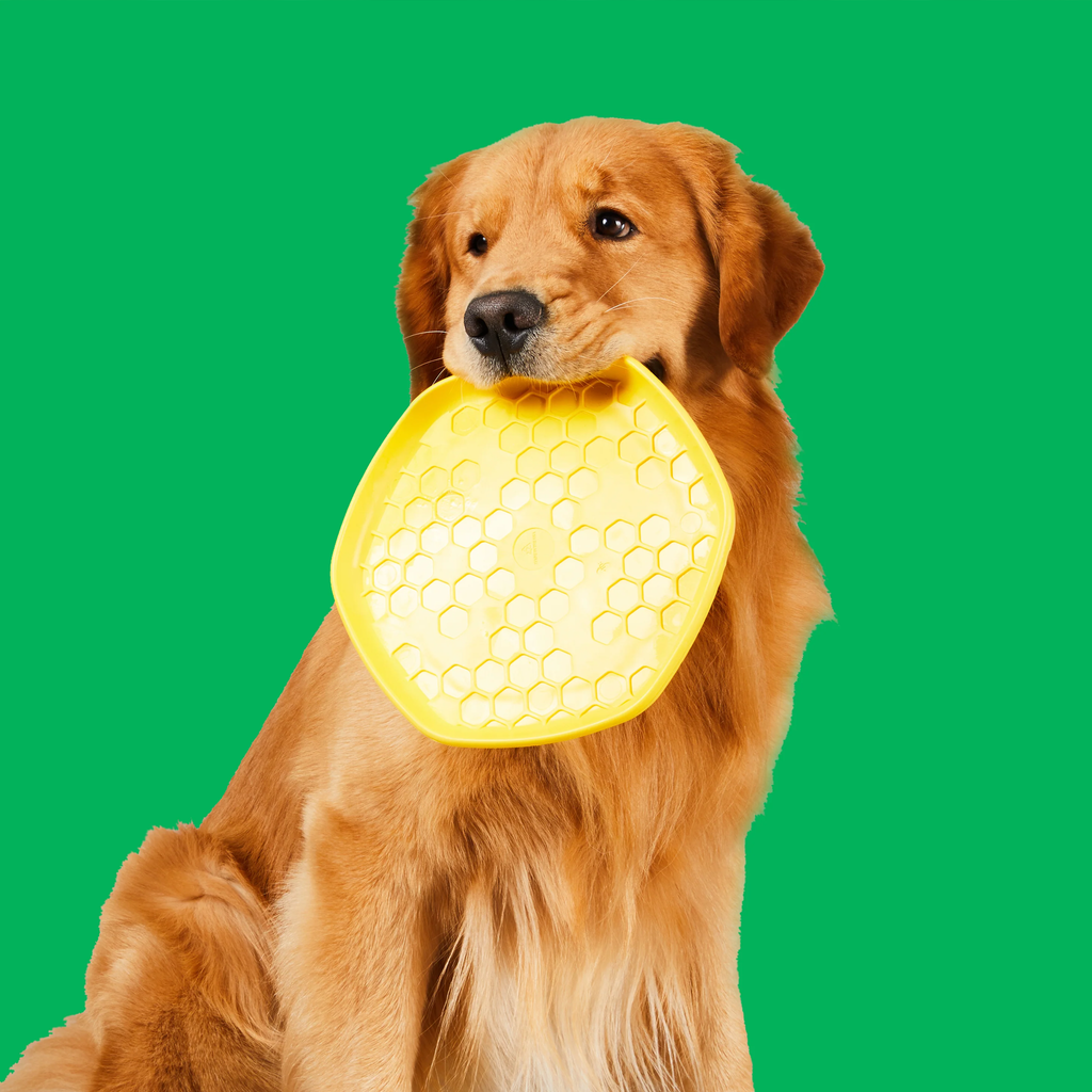 frisbee hive disc jouet flottant pour chien