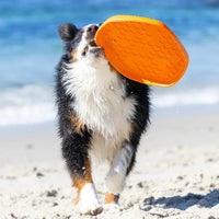 hive disc frisbee jouet parfumés pour chien flottant