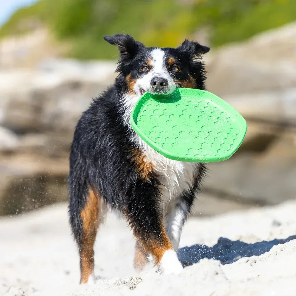 hive disc frisbee jouet flottant pour chien vert