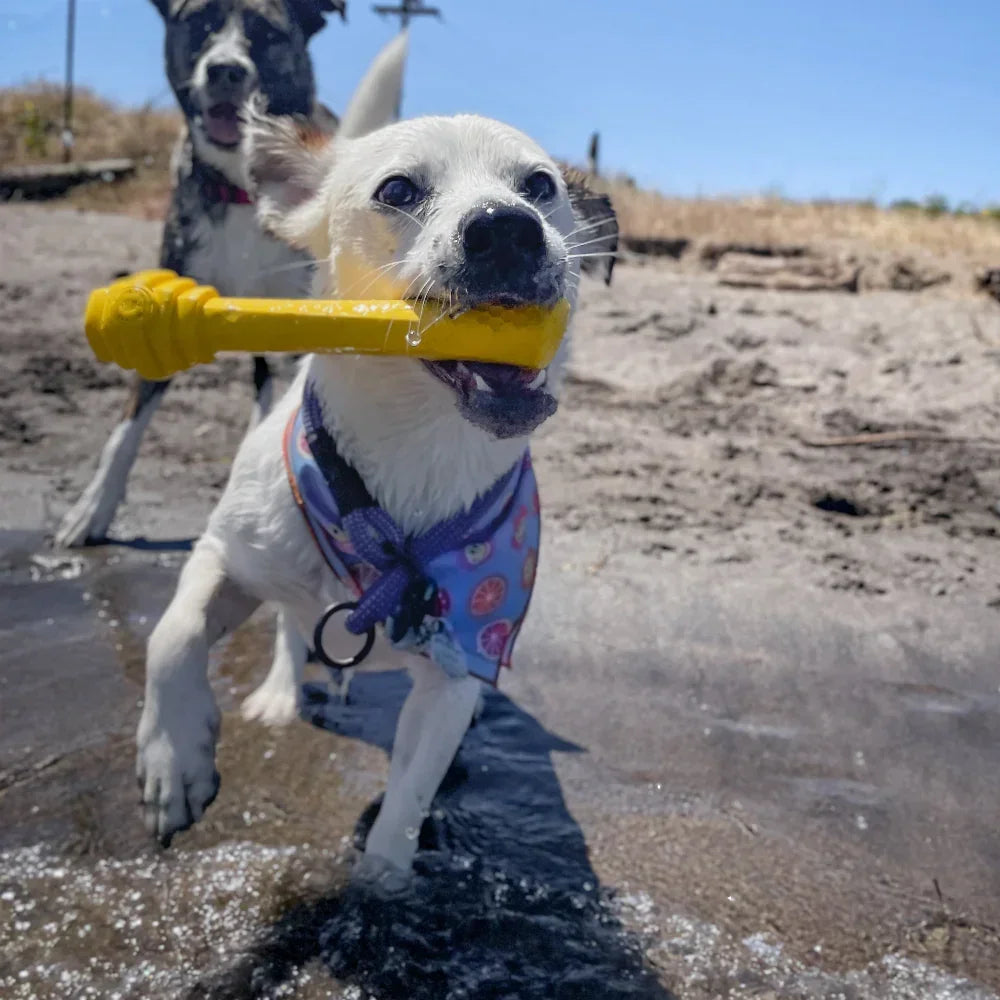 Hive Fetch Stick – Bâton à lancer et à remplir – Jouet flottant pour chiens