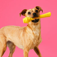 Hive Fetch Stick – Bâton à lancer et à remplir – Jouet flottant pour chiens