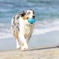 jouet pour chiens hive chew toy bleu