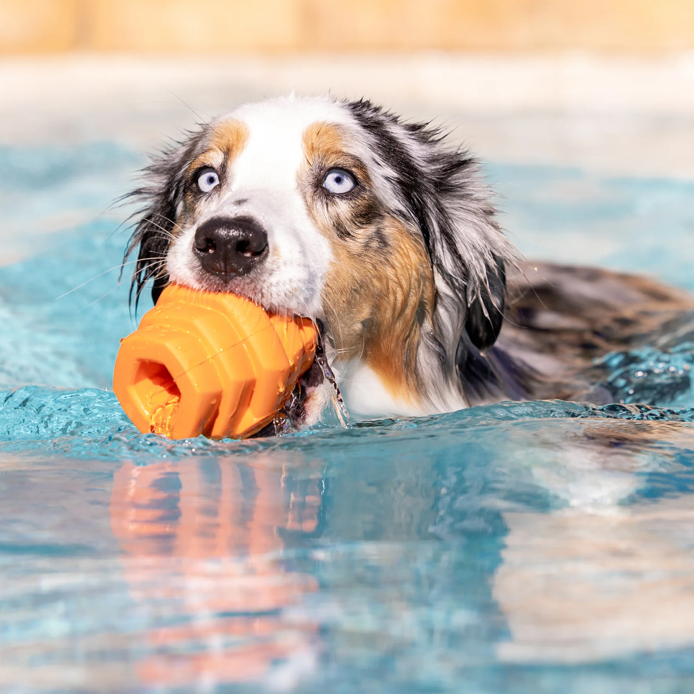 jouet flottant pour chien hive chew toy orange