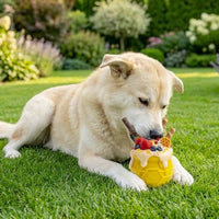 Jouet à remplir Honey Pot Pup-X – Sodapup – Pot à miel