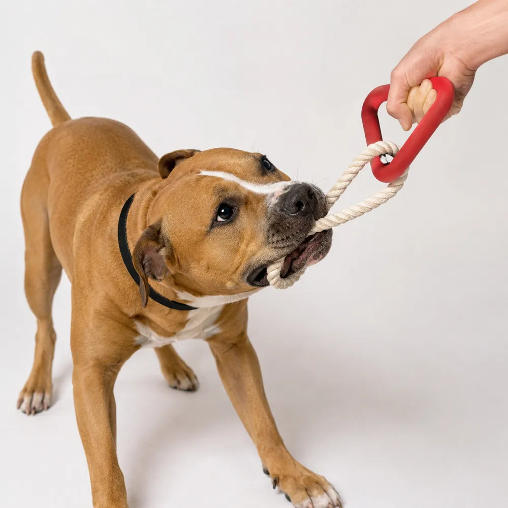 Jouet triangle en caoutchouc naturel et corde pour chien