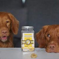 kiwi walker banane pour chien