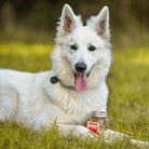 Kiwi Walker pour chiens boeuf