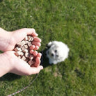 Kiwi Walker pour chiens et chats