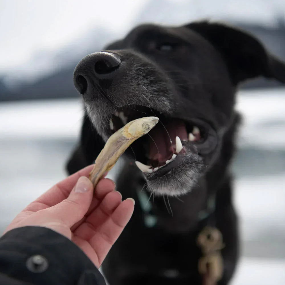 kiwi walker eperlan pour chien petits poissons pour chat