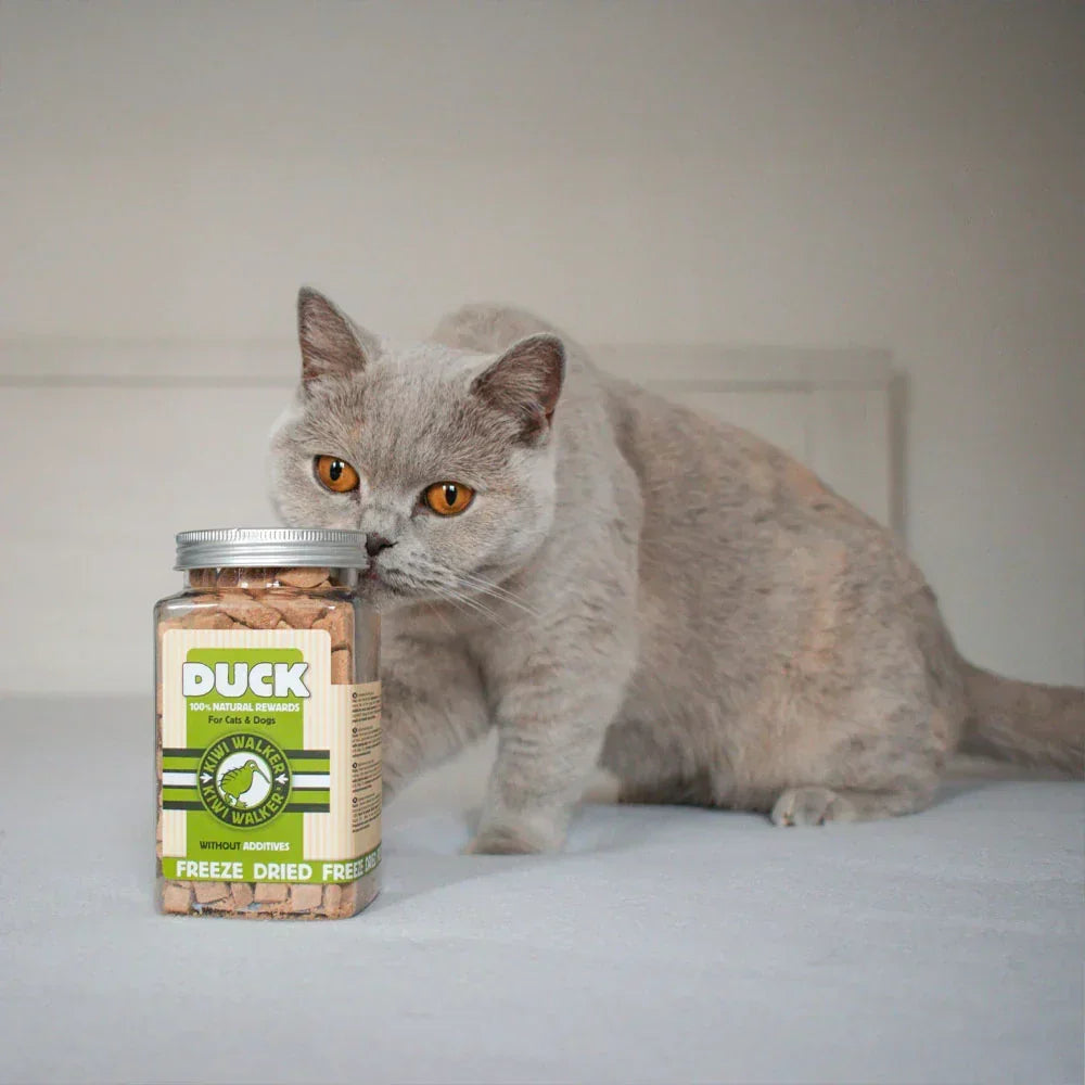 Kiwi Walker pour chat canard