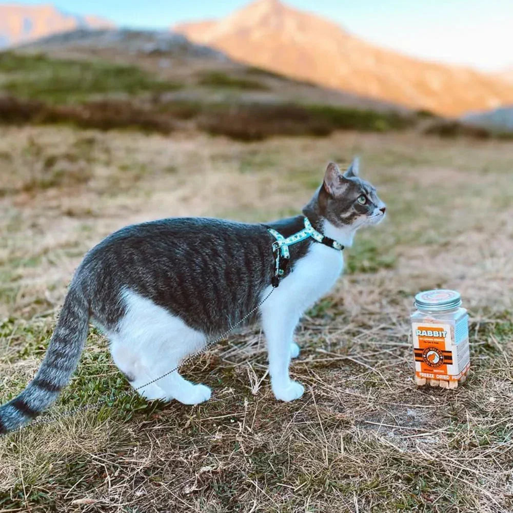 Kiwi Walker pour chat lapin