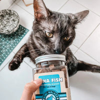Kiwi Walker pour chats au thon