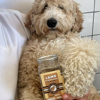 Kiwi Walker agneau pour chien