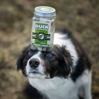 Kiwi Walker pour chiens canard
