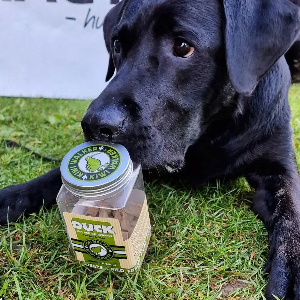 Kiwi Walker Canard pour chiens