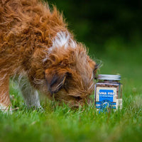 Kiwi Walker thon pour chien