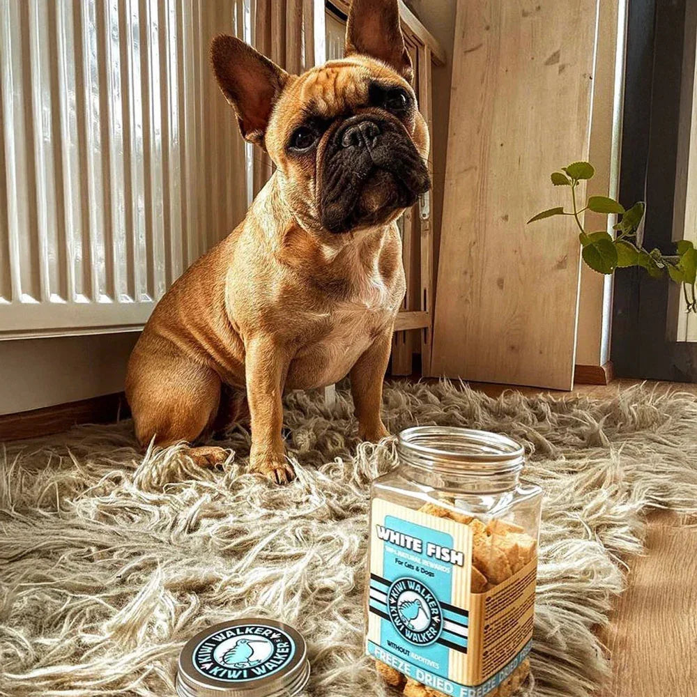 Kiwi Walker pour chien poisson blanc