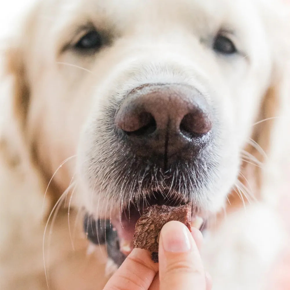 Émeu lyophilisé pour chien – Laila & Me – Référence non retenue – Les Disgracieux®