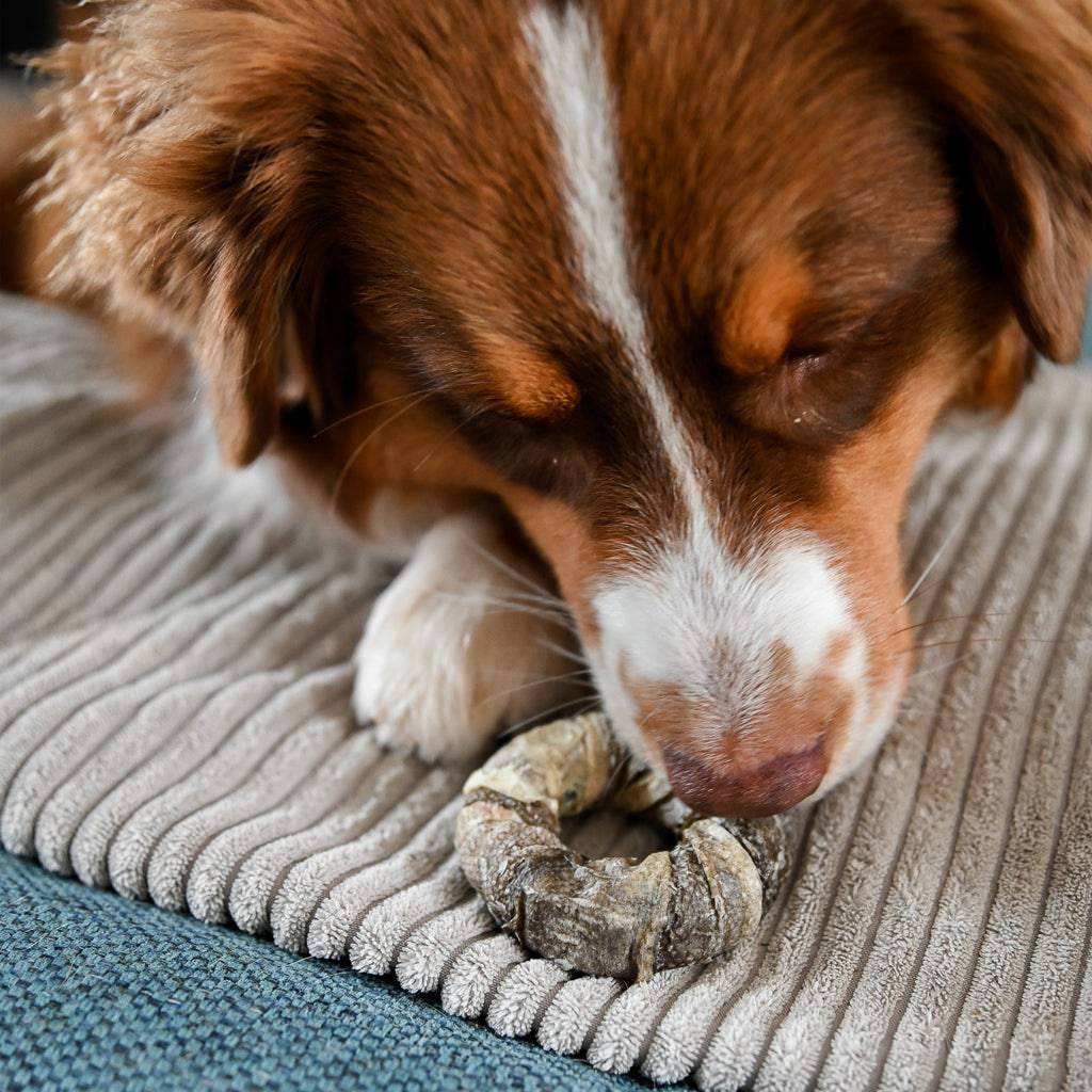 donut de morue pour chien