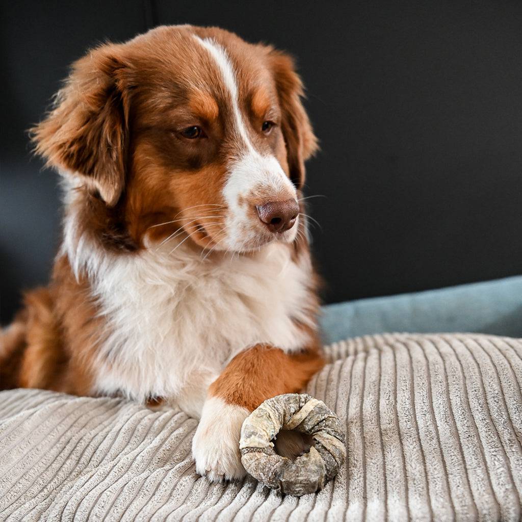 donut de cabillaud pour chien