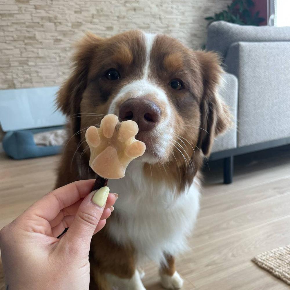 moule à glace pour chien