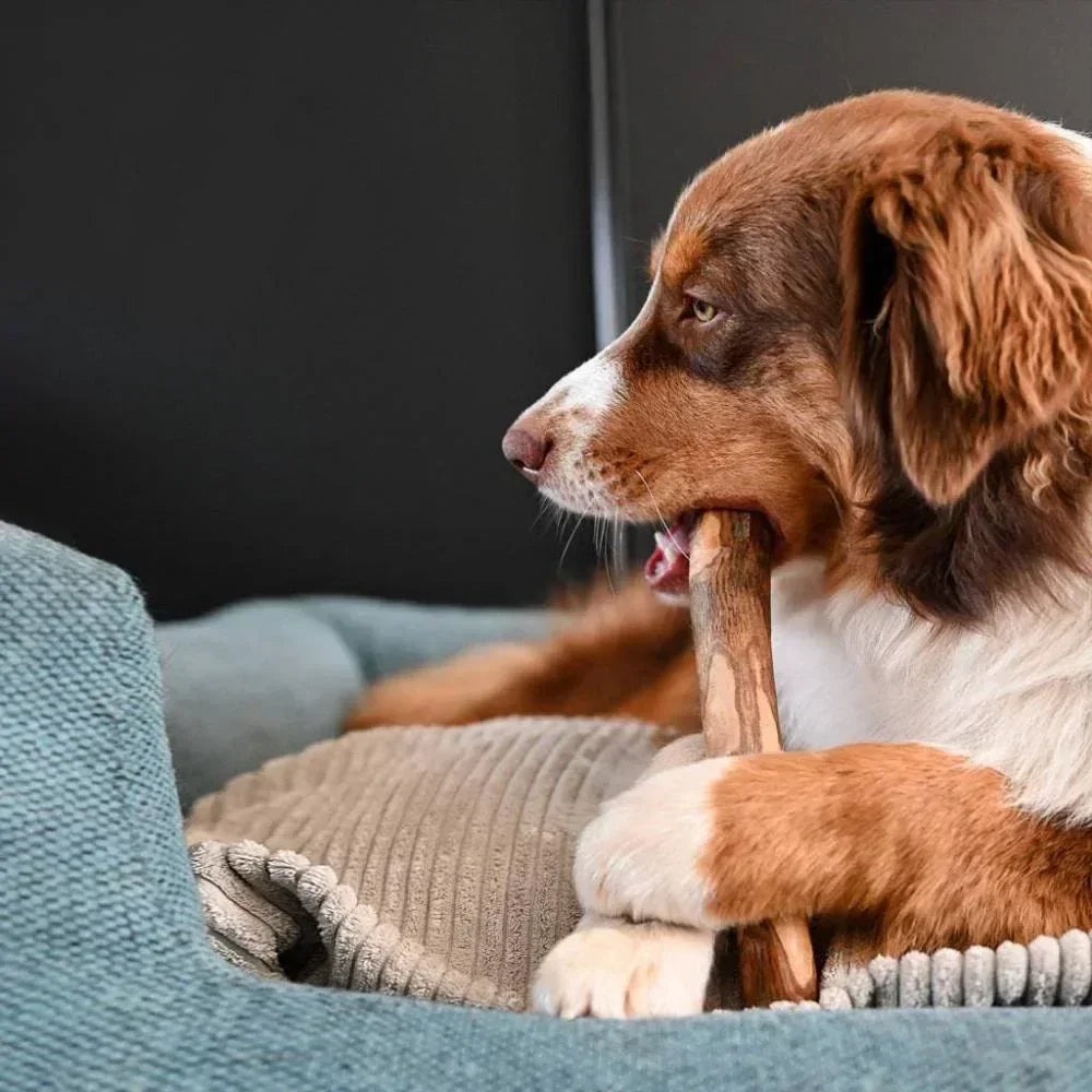 bois d'olivier pour chien
