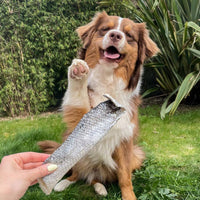 peau de saumon pour chiens
