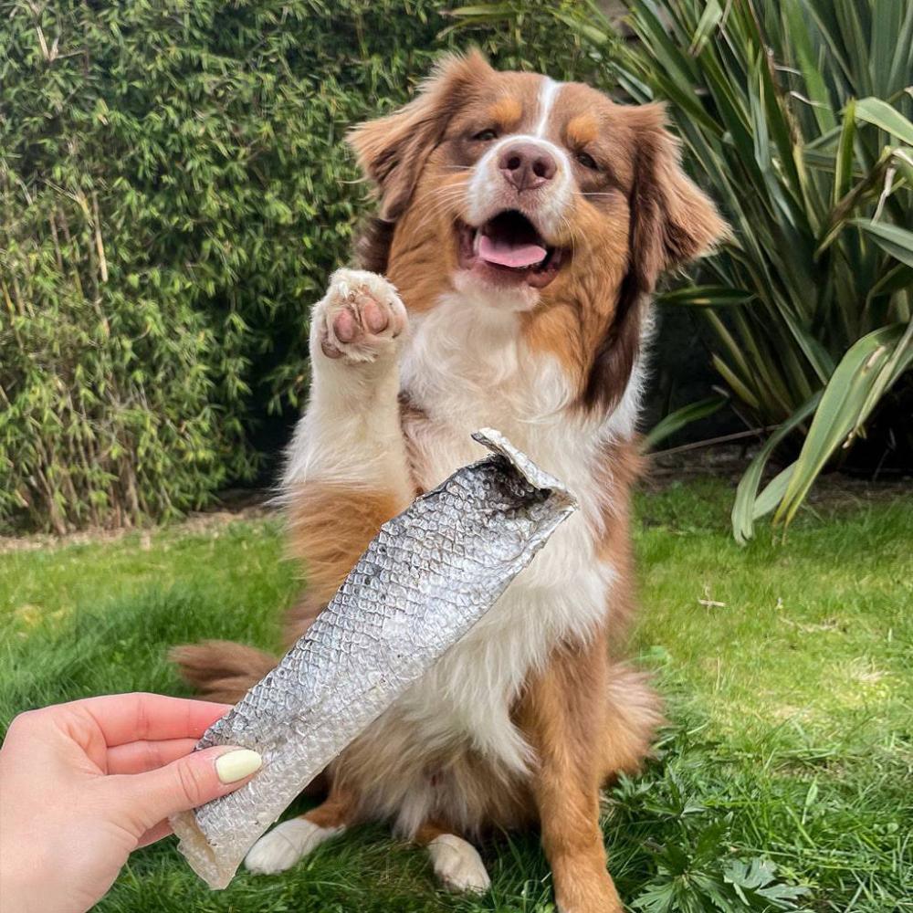 peau de saumon pour chiens