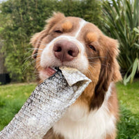 lanière de saumon pour chien