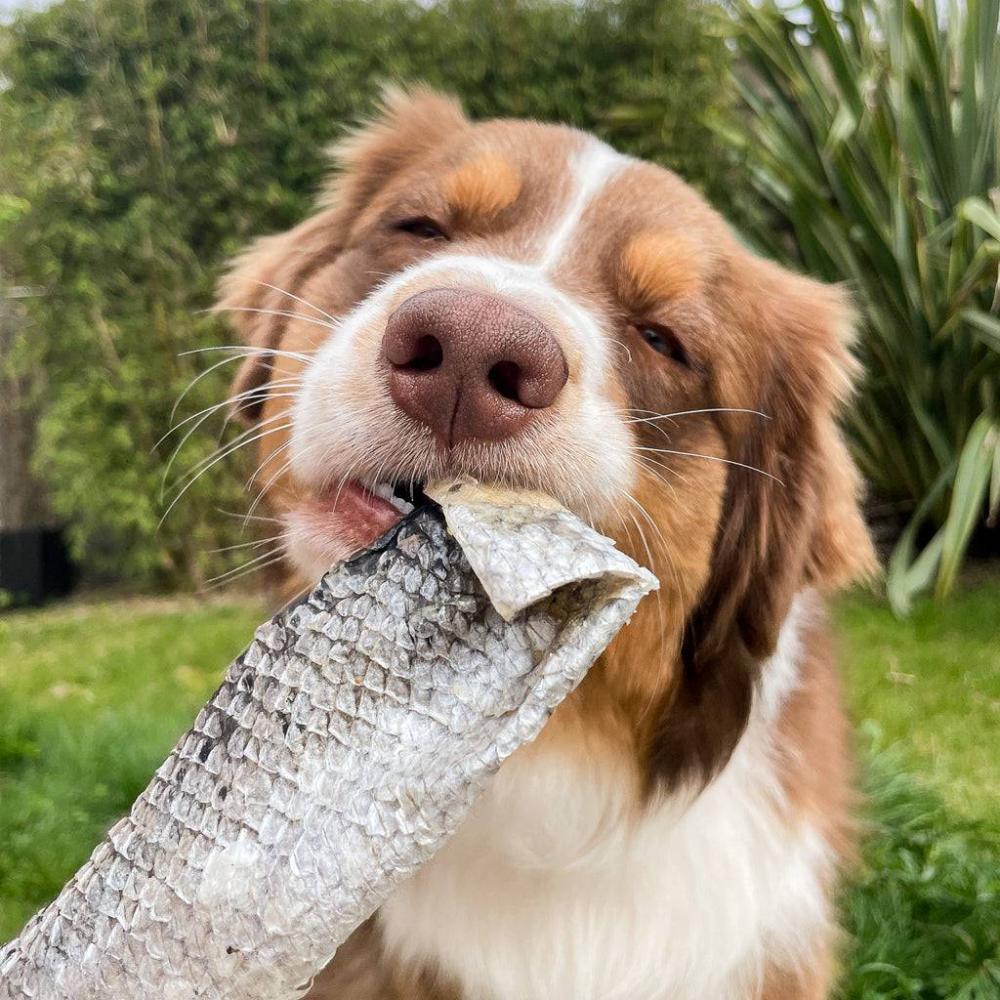 lanière de saumon pour chien