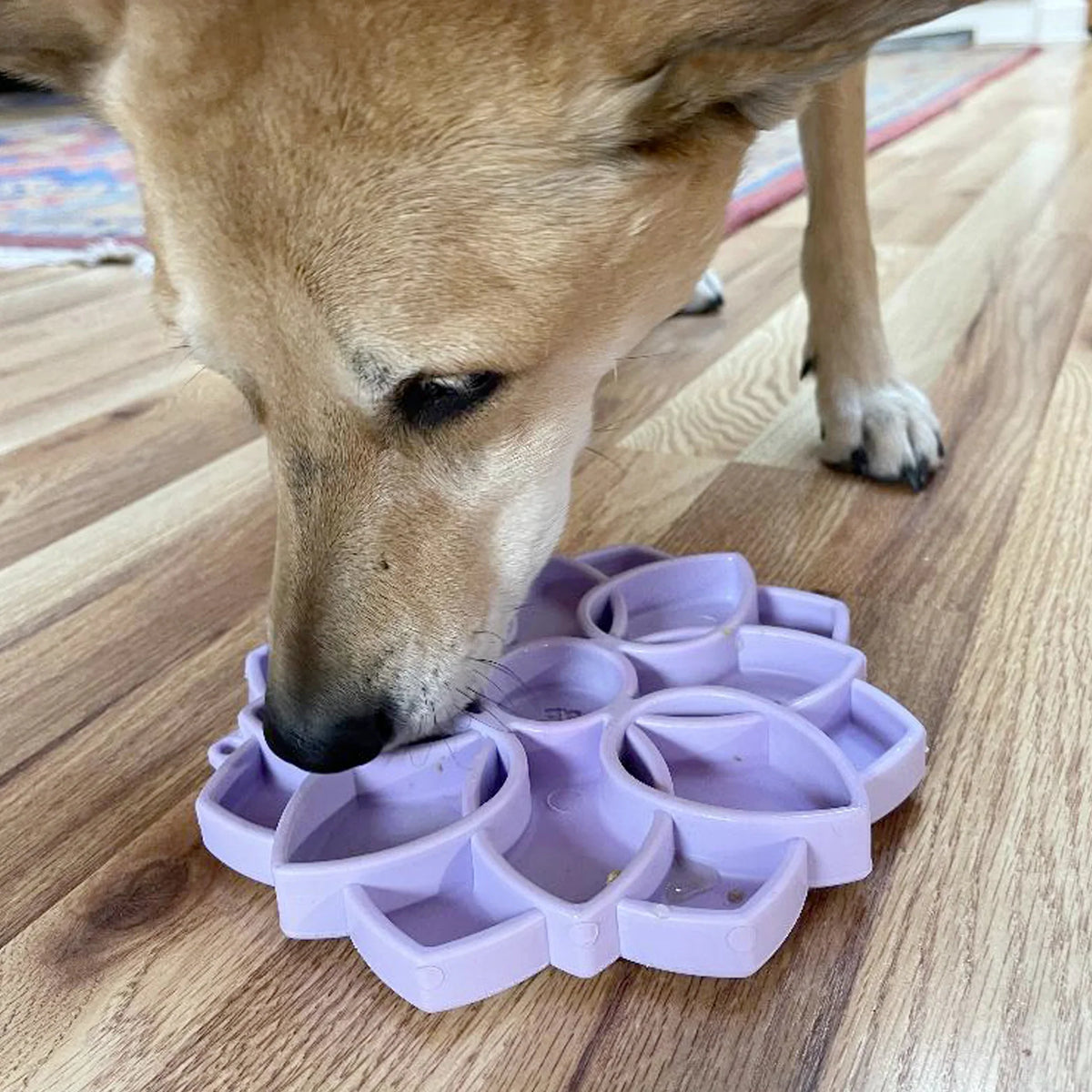 Mandala Anti-Glutton Enrichment Tray - Sodapup