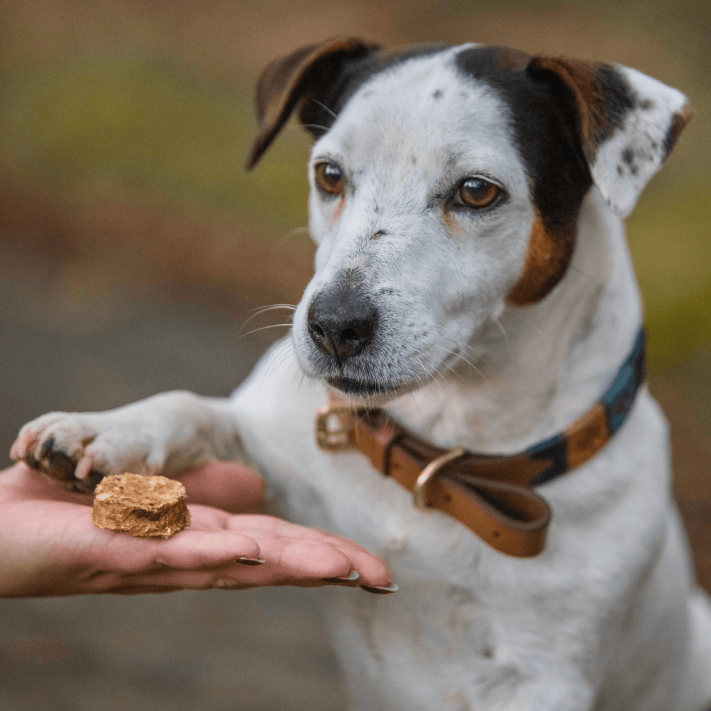 mini burger de thon