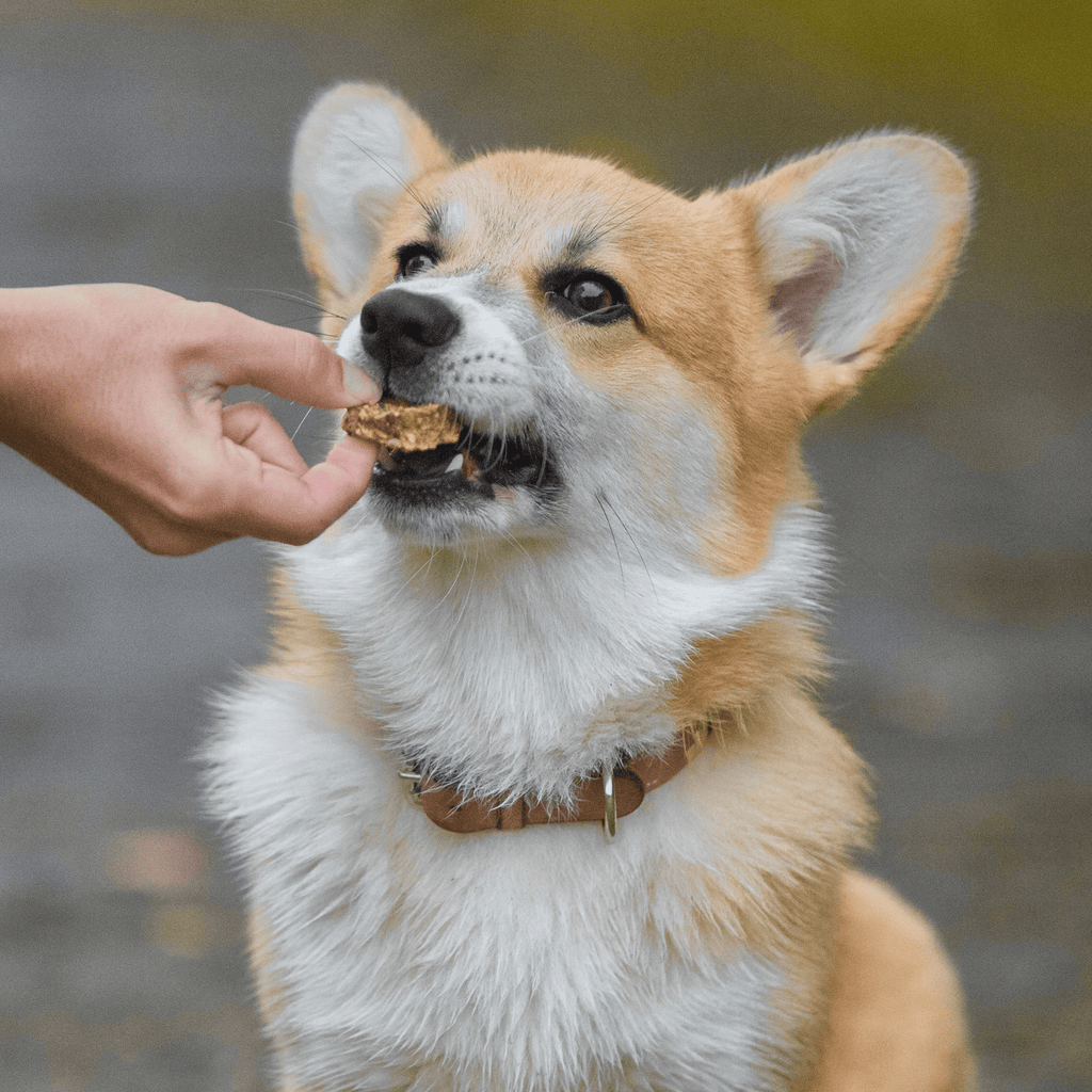 mini burger pour chien