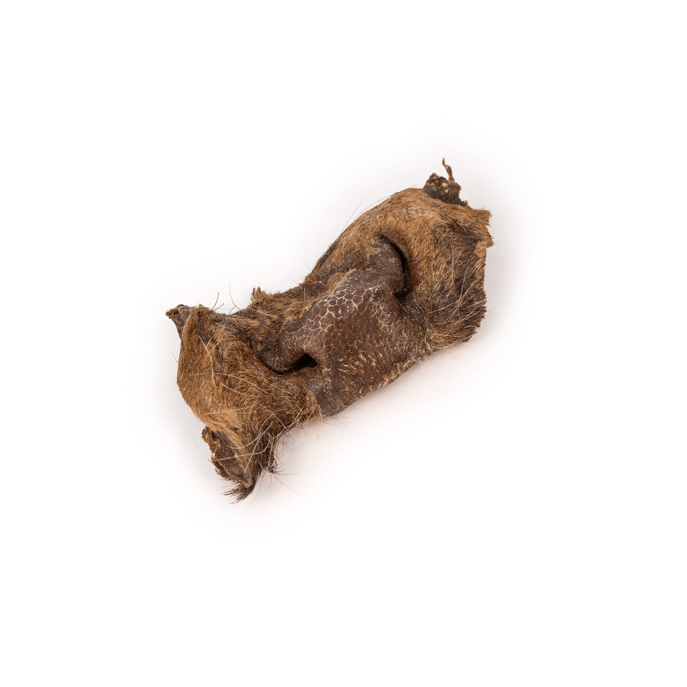 nez de boeuf pour chien
