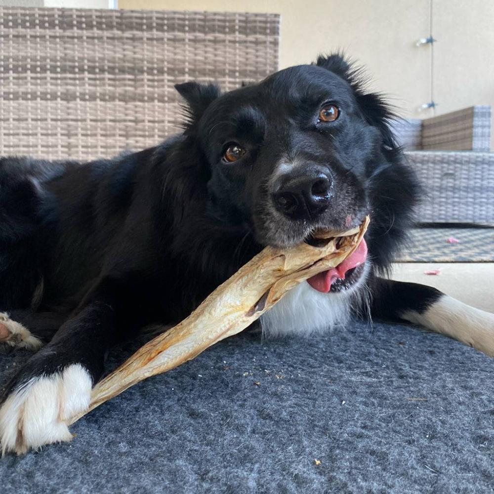 merlan pour chiens