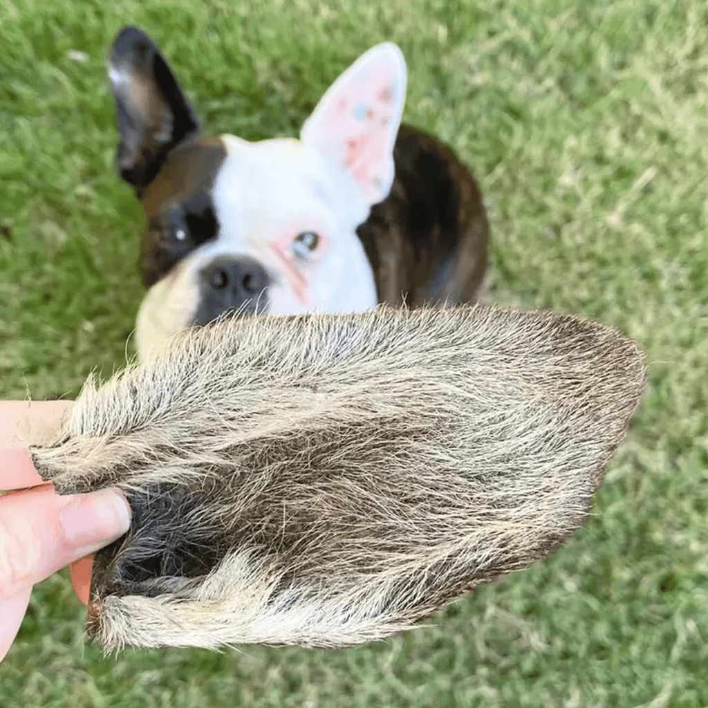 oreille de kangourou pour chiens