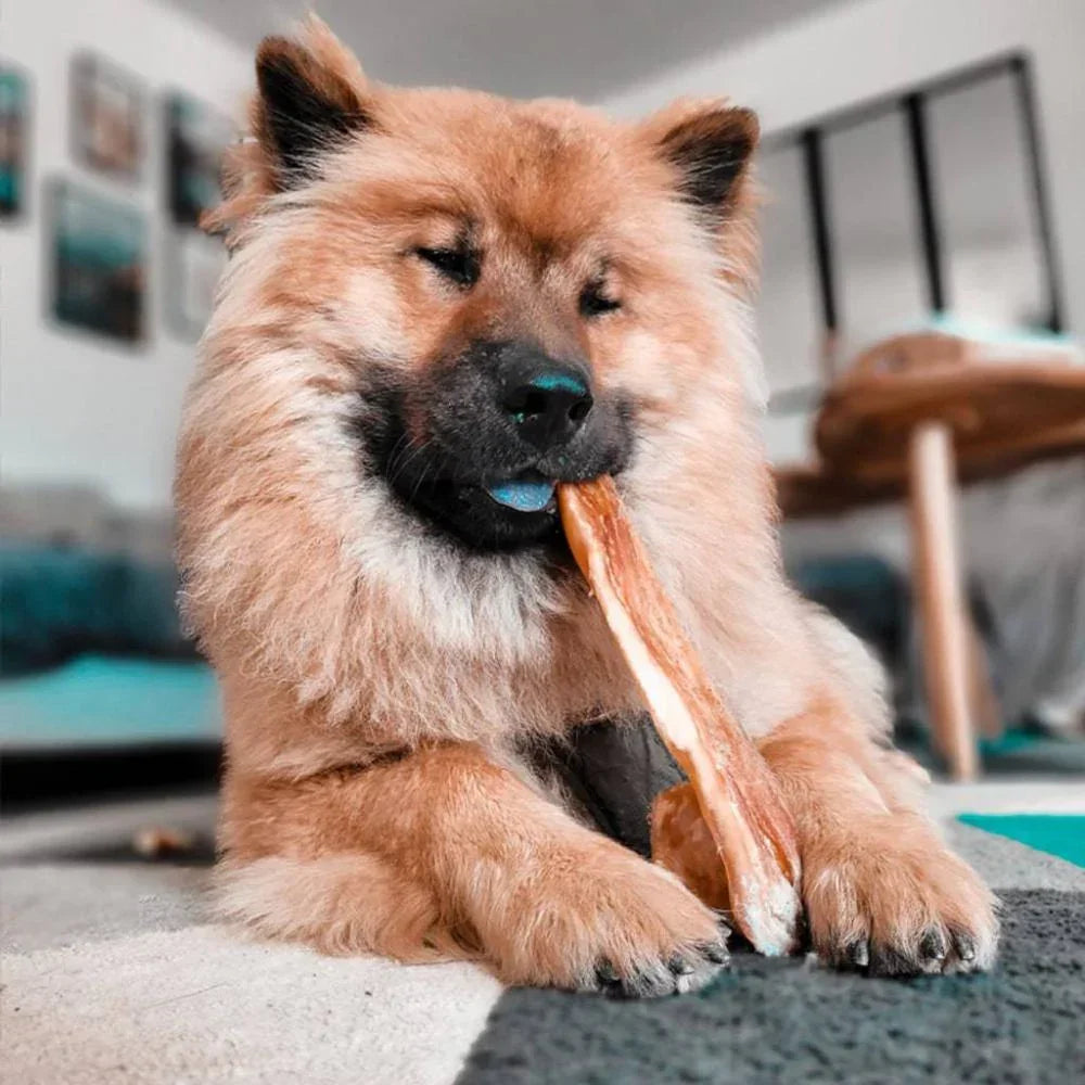 peau de boeuf boeuf extra pour chien