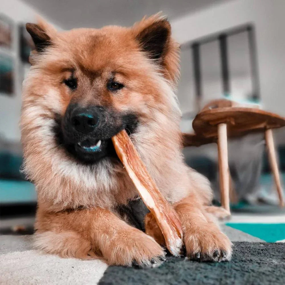 peau de boeuf XXL pour chien