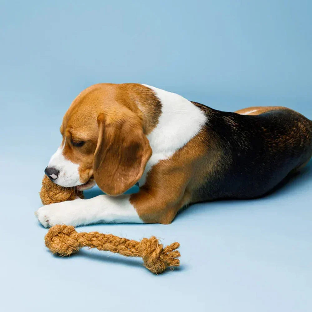 Os en corde de coco pour chien – Mastication longue 100% végétale