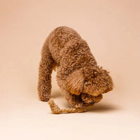 Os en corde de coco pour chien – Mastication longue 100% végétale