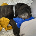 peluche pour chien baline