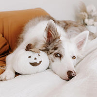 peluche citrouille pour chien sherpa blanche 