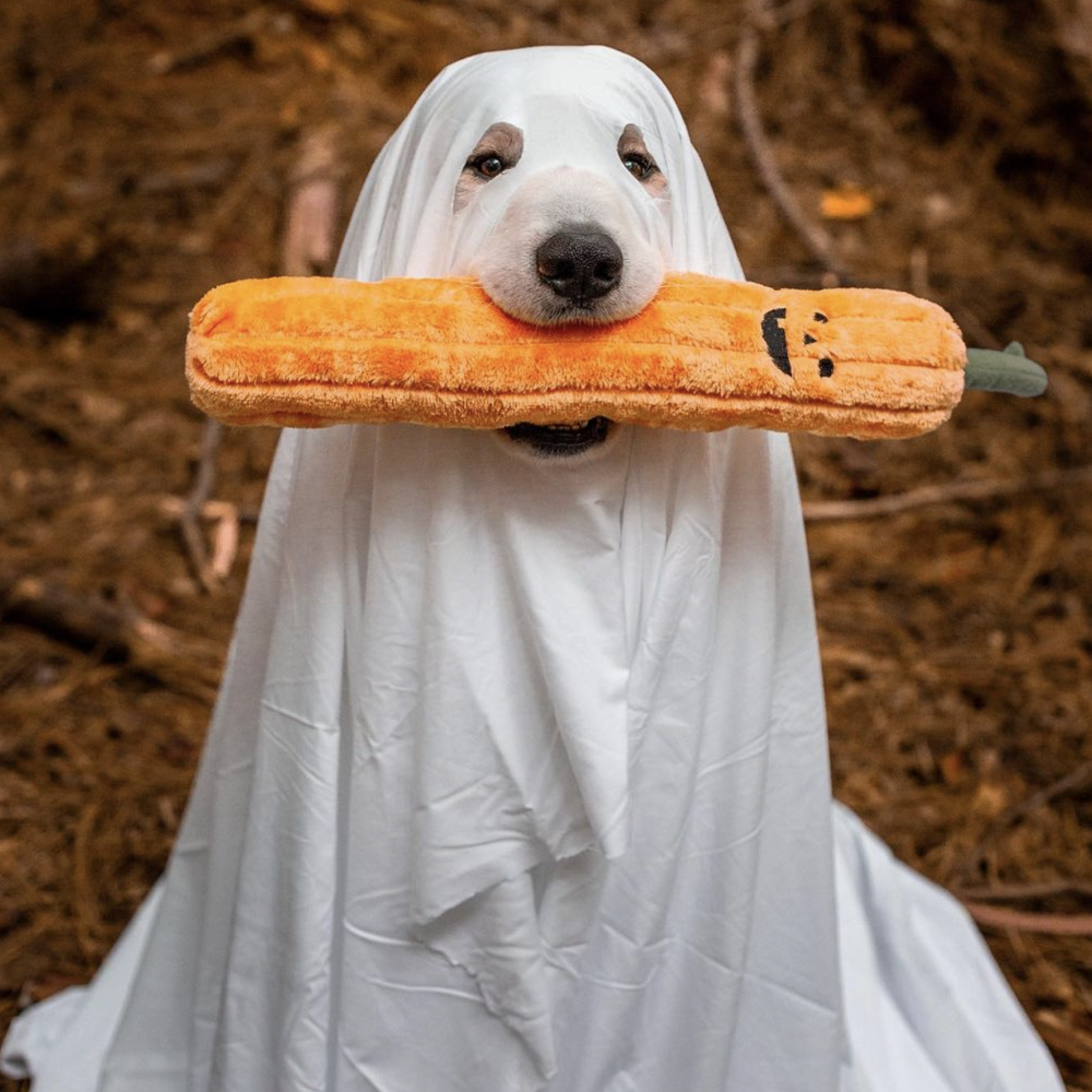 peluche citrouille halloween pour chien jigglerz