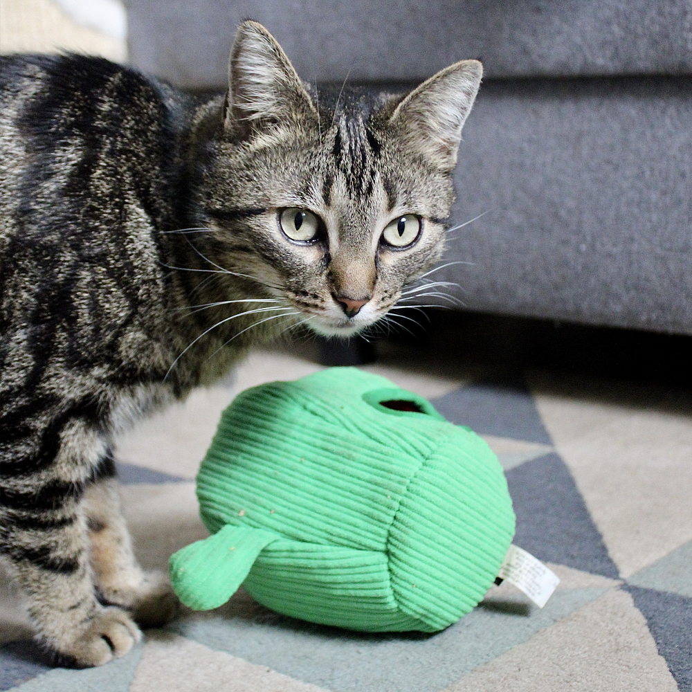 peluche de flair pour chat cactus