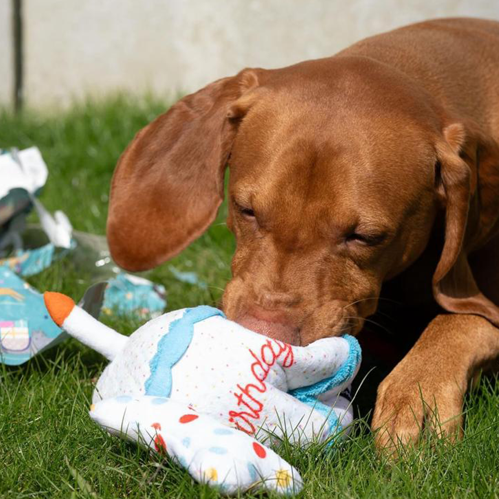 peluche de flair pour chien happy birthday