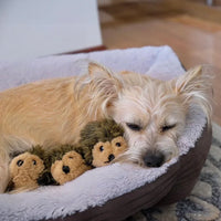 peluche de flair herisson pour chiens