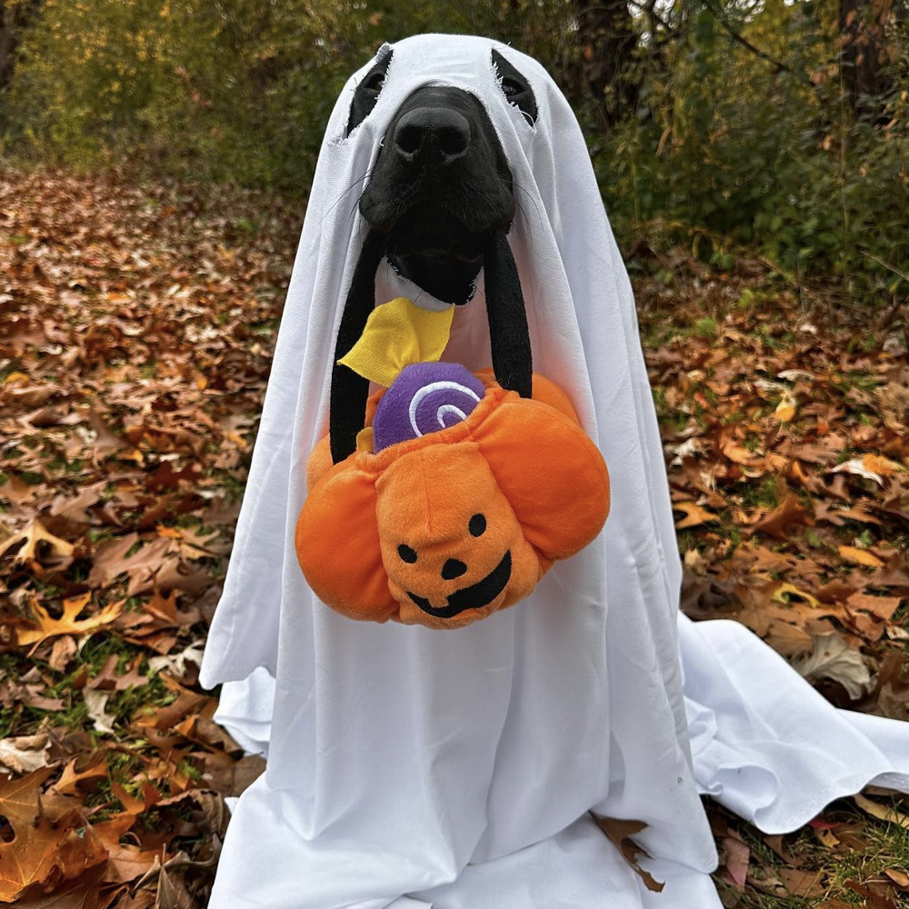 peluche de flair pour chien halloween trick or treat